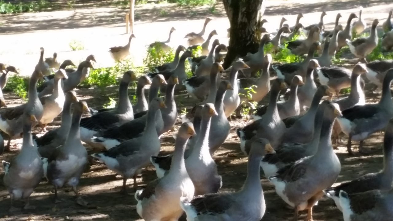 visite guidée oies et noix Dordogne
