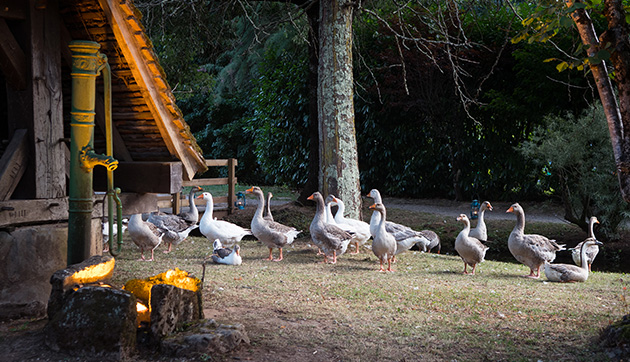 animaux oies parc le bournat