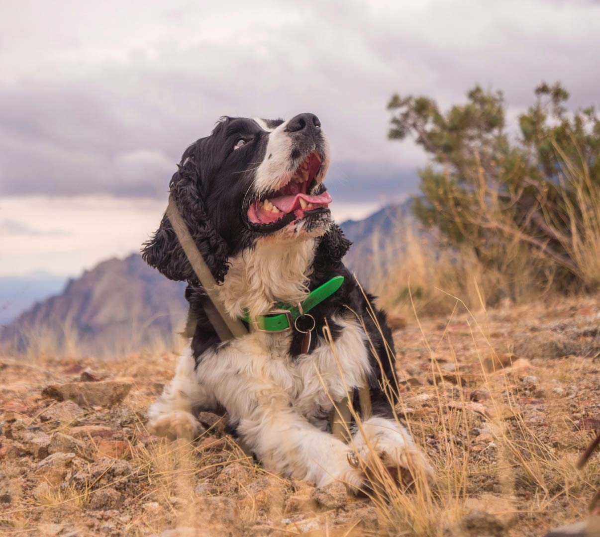 Un chien avec un collier vert, assis sur un terrain rocheux.