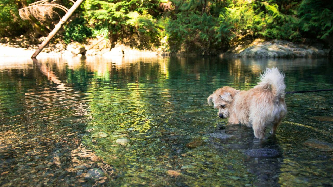 Featured image for “Quelles visites pour des vacances en Dordogne avec son chien ?”