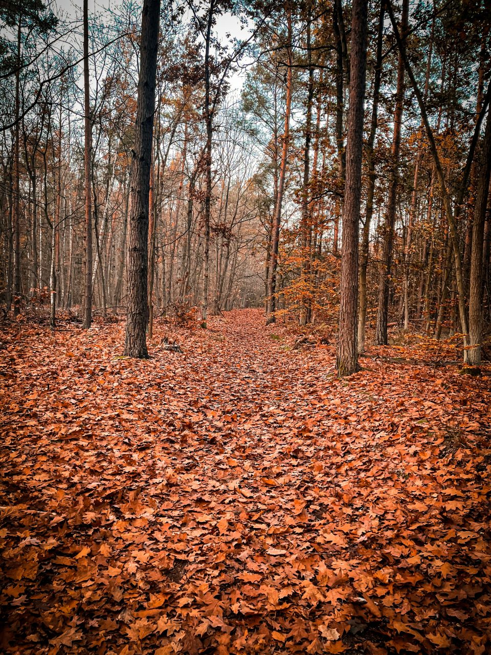 Featured image for “Que faire en automne 2025 en Dordogne lors des vacances ?”